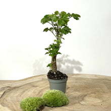 Charger l&#39;image dans la galerie, Kit DIY Terrarium Dôme Large - 2 plantes à personnaliser
