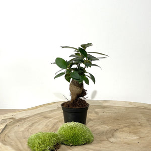 Kit DIY Terrarium Dôme Large - 2 plantes à personnaliser