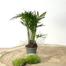 Charger l&#39;image dans la galerie, Kit DIY Terrarium Dôme Large - 2 plantes à personnaliser

