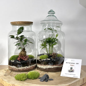 Kit DIY Terrarium Primo XLarge - Bouchons et 2 plantes à personnaliser