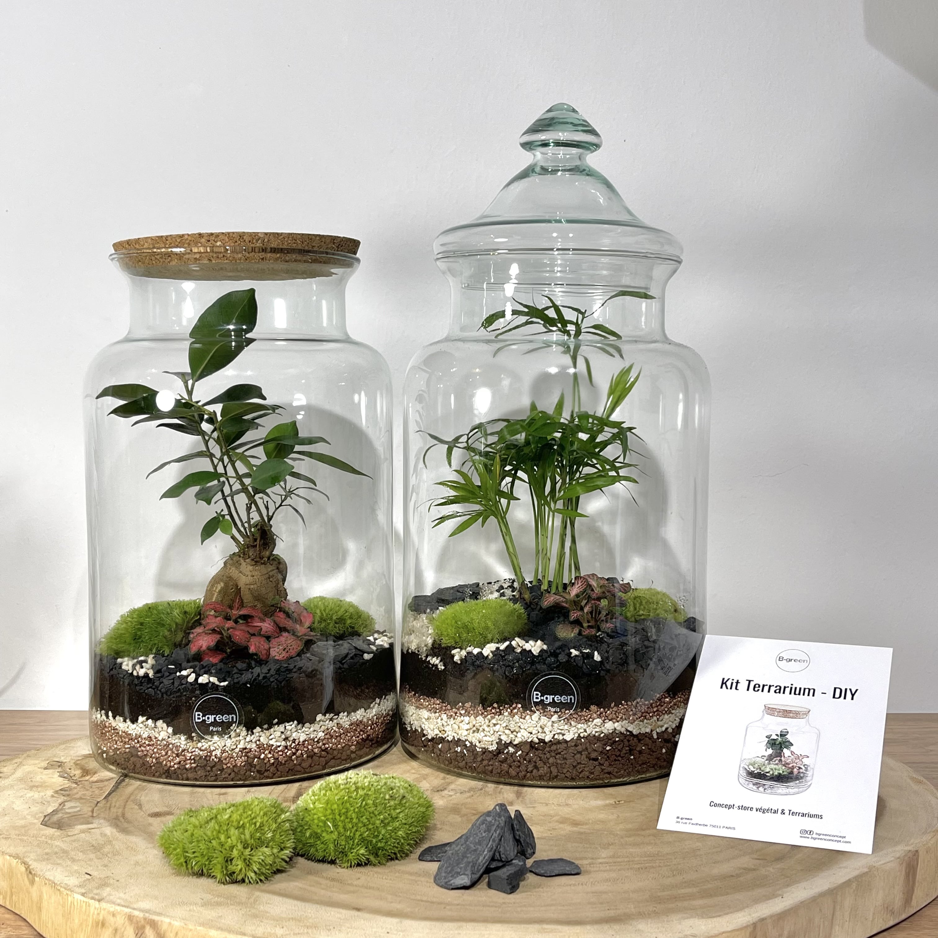 Kit DIY Terrarium Primo XLarge - Bouchons et 2 plantes à
