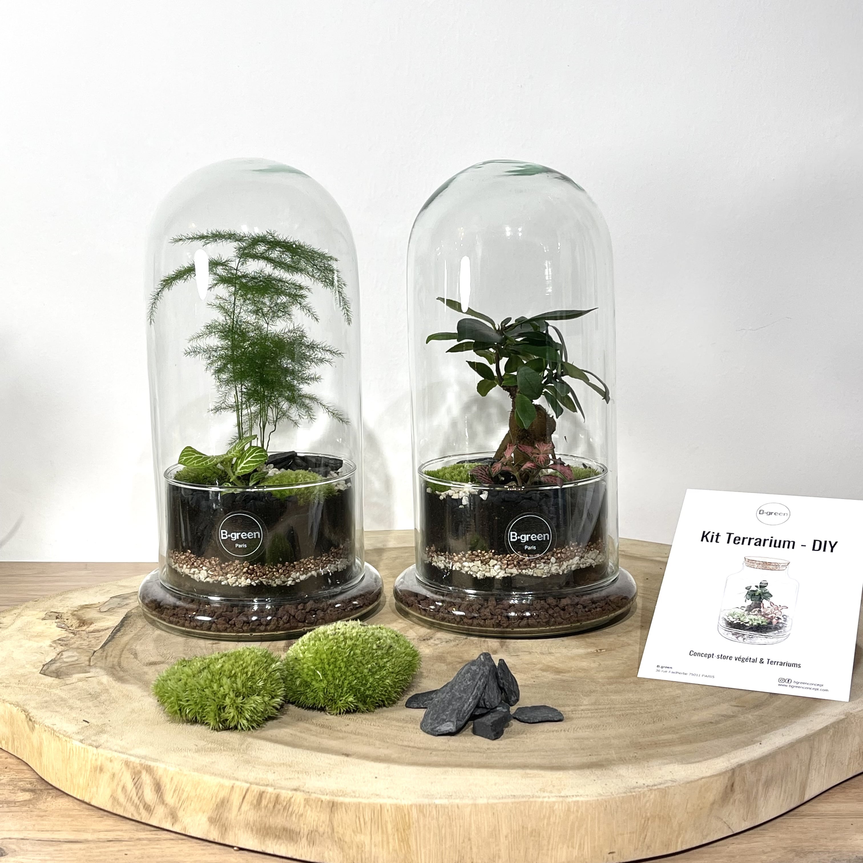 Kit Terrarium DIY • Dôme XL Ficus Ginseng bonsaï • Écosystème avec plantes  • ↑ 30 cm