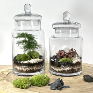 Kit DIY Terrarium Carla Médium - 1 plante à personnaliser