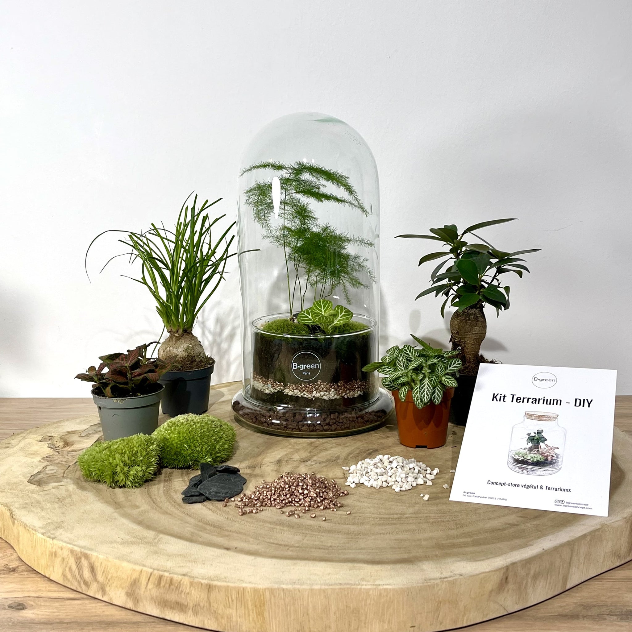 Kit diy pour terrarium 2 plantes