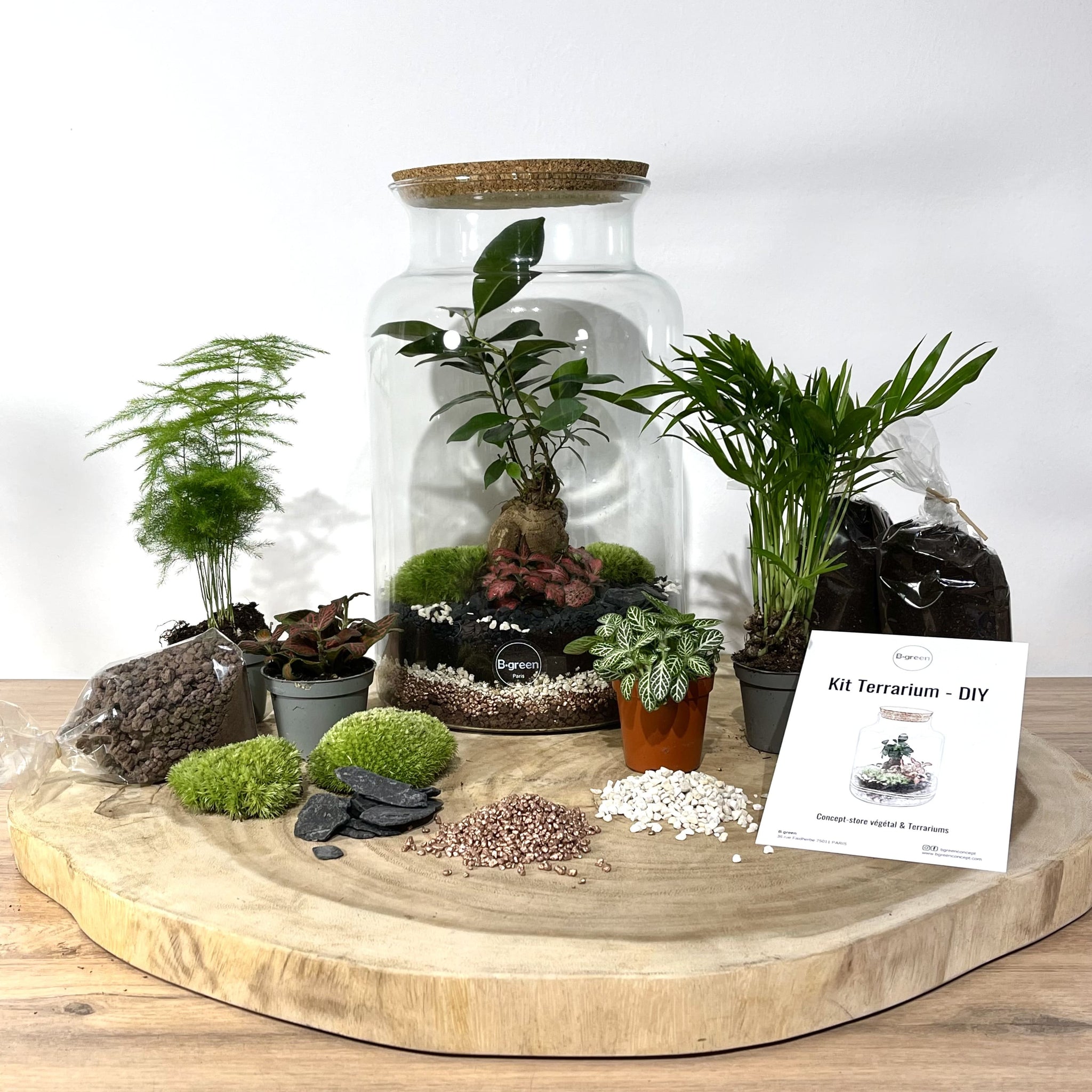 Kit DIY Terrarium Jungle Taille M - 3 Plantes