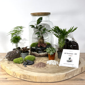 Kit DIY Terrarium Primo XLarge - Bouchons et 2 plantes à personnaliser