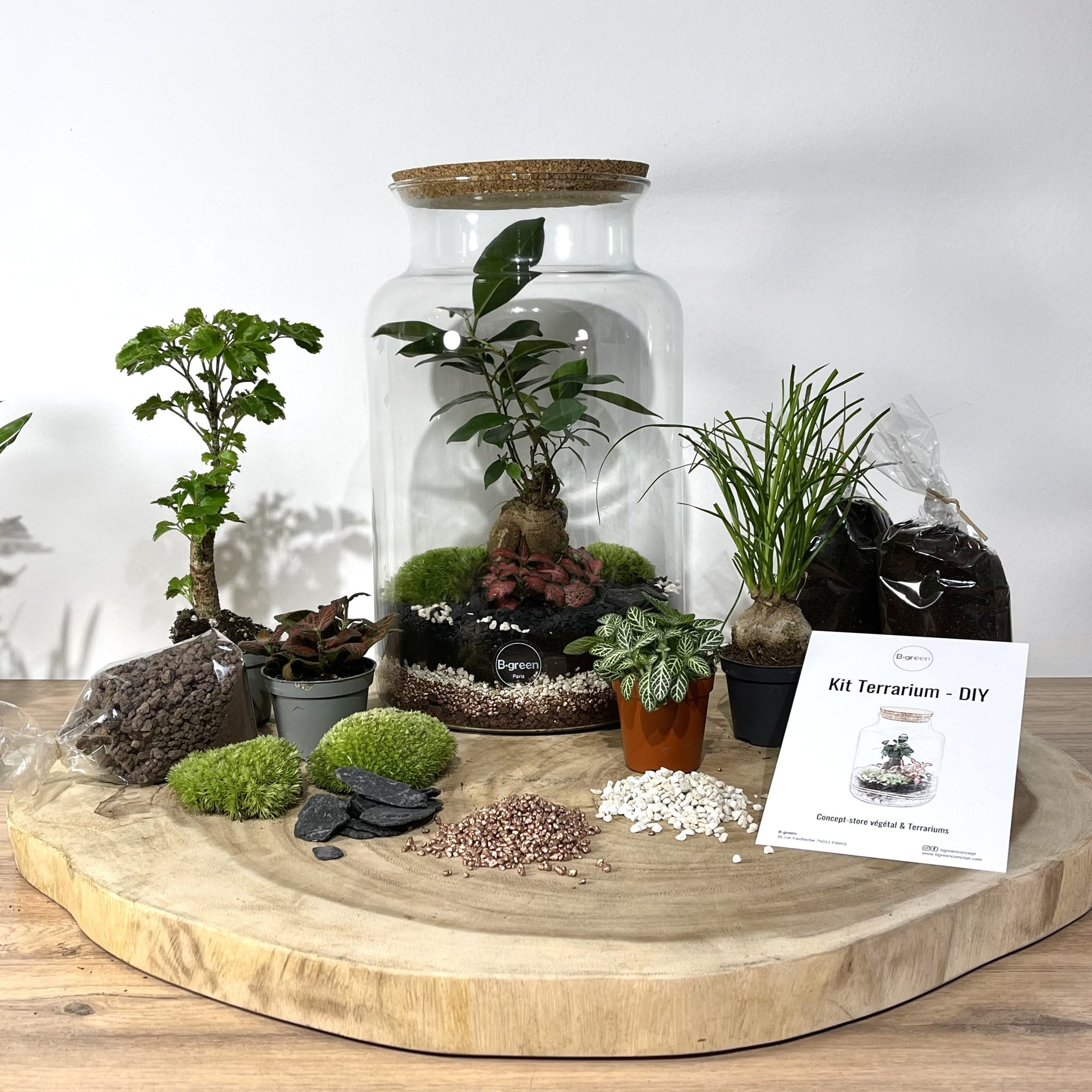 Kit DIY Terrarium Primo XLarge - Bouchons et 2 plantes à personnaliser –  BGREENCONCEPT